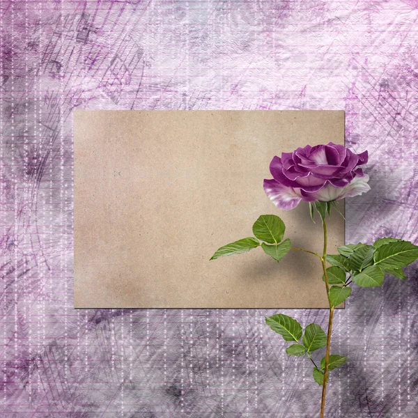 Beautiful painted rose with frames for congratulations or invita — Stock Photo, Image