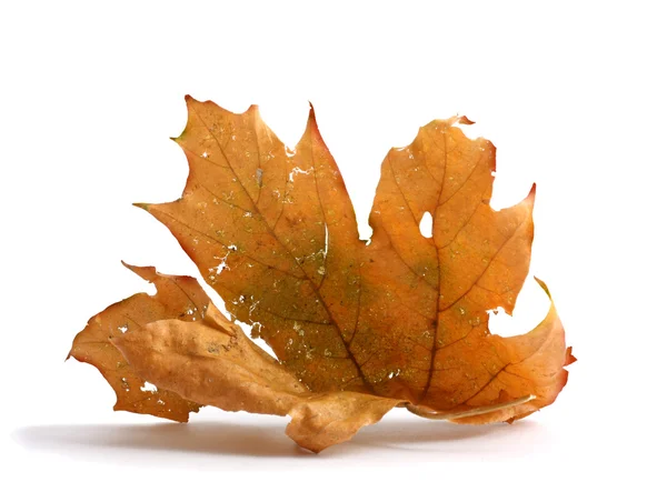 Branche d'érable d'automne avec feuilles isolées sur fond blanc — Photo