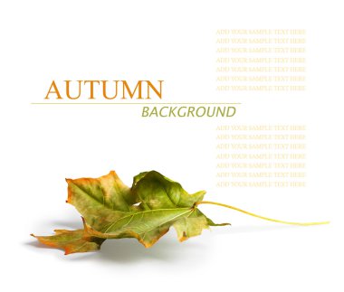 Beyaz arka plan üzerinde parlak yeşil akçaağaç yaprağı