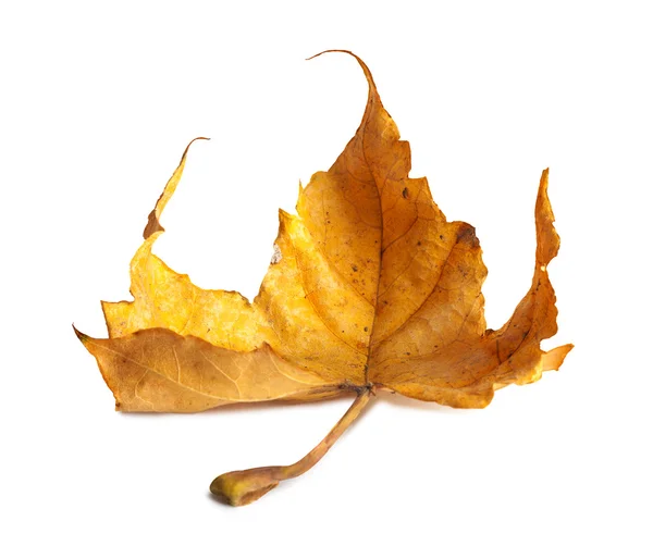 Bright orange maple leaf on white background — Stock Photo, Image