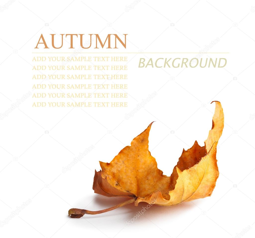 Bright orange maple leaf on white background