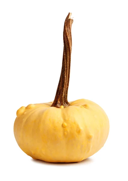 Calabaza amarilla grande sobre fondo aislado — Foto de Stock