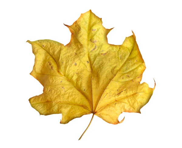 Bright yellow maple leaf on white background — Stock Photo, Image