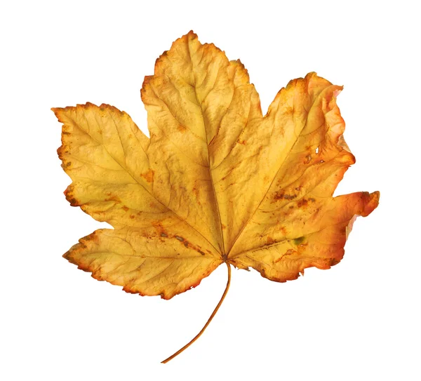 흰색 배경에 밝은 주황색 단풍나무 잎 — 스톡 사진