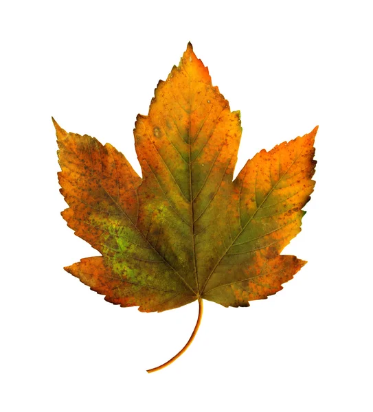 Bright orange maple leaf on white background — Stock Photo, Image