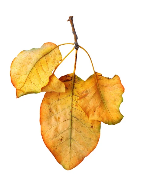 Helder oranje kweepeer leaf op witte achtergrond — Stockfoto