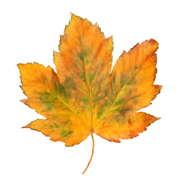Zářivě oranžové javorový list na bílém pozadí — Stock fotografie