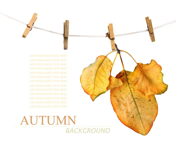 Světlé podzimní listí na staré dřevěné pozadí — Stock fotografie