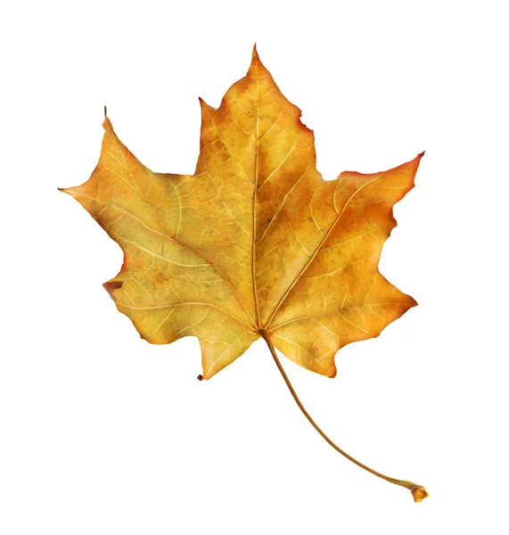 Bright orange maple leaf on white background — Stock Photo, Image