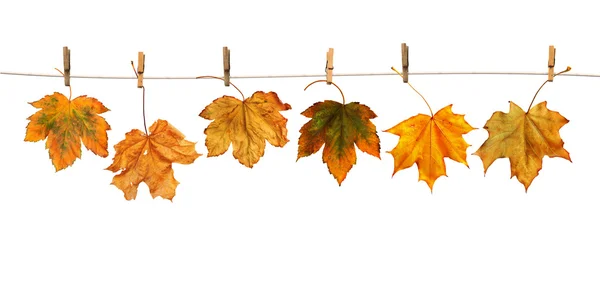 Maple branch hanging on clothesline isolated — Stock Photo, Image