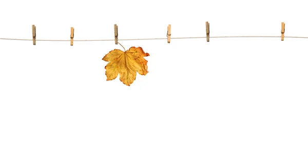 Hojas de arce en pinzas de ropa con la palabra otoño —  Fotos de Stock