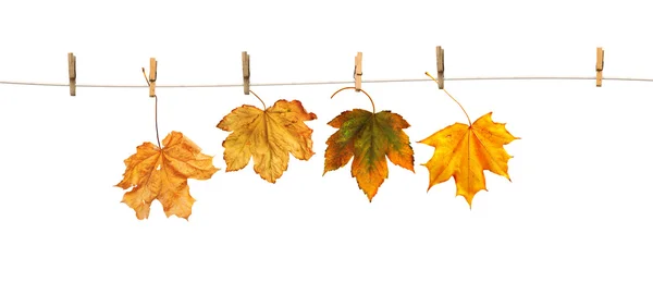 Hojas de arce en pinzas de ropa con la palabra otoño —  Fotos de Stock