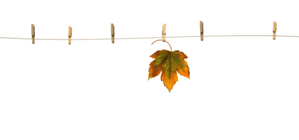 Javorové listy na clothespins s slovo podzim — Stock fotografie