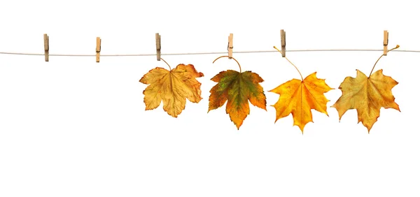 Hojas de arce en pinzas de ropa con la palabra otoño — Foto de Stock