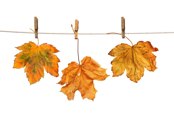 Maple branch hanging on clothesline isolated — Stock Photo, Image