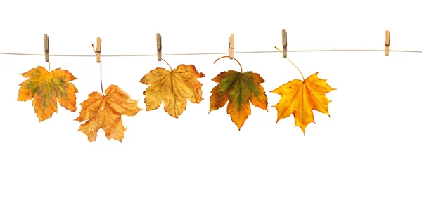 Hojas de arce en pinzas de ropa con la palabra otoño —  Fotos de Stock