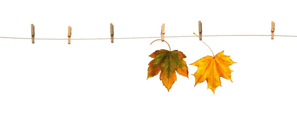 Hojas de arce en pinzas de ropa con la palabra otoño — Foto de Stock