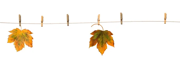 Hojas de arce en pinzas de ropa con la palabra otoño —  Fotos de Stock