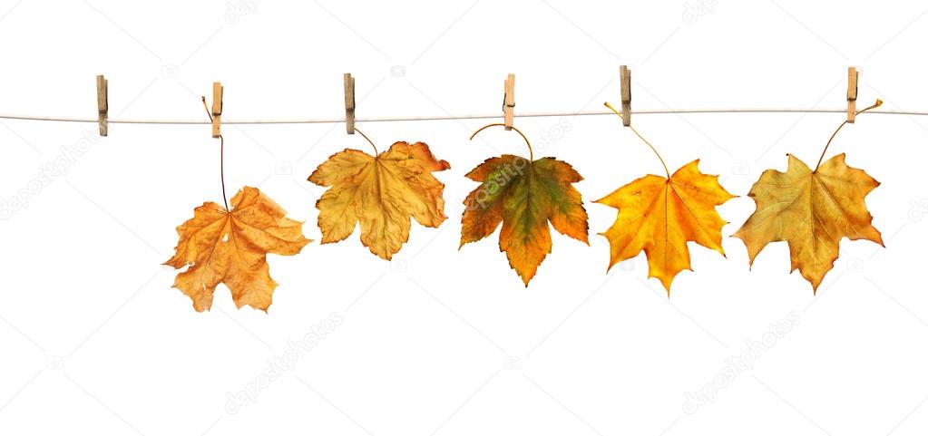 Maple leaves on clothespins with the word autumn