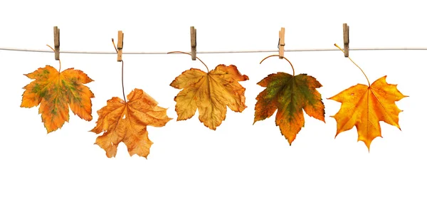 Maple branch hanging on clothesline isolated — Stock Photo, Image