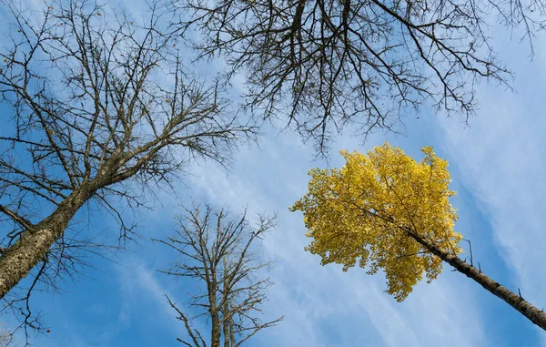 Árboles Sobre Fondo Azul Del Cielo — Foto de Stock