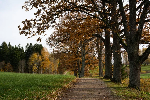 Chênes Près Route Rurale Paysage Automne — Photo