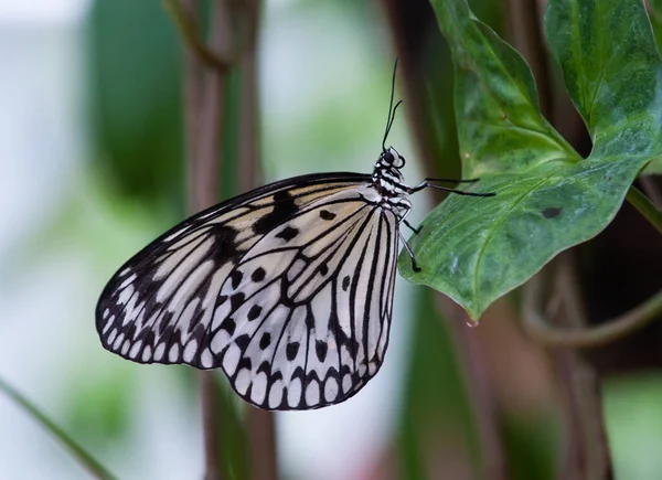 Borboleta Sentado Folha Planta — Fotografia de Stock