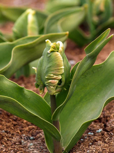 Green Tulip Bud Flower Garden — Stock Photo, Image