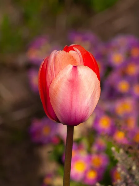 Tulipán Virág Virágoskertben — Stock Fotó