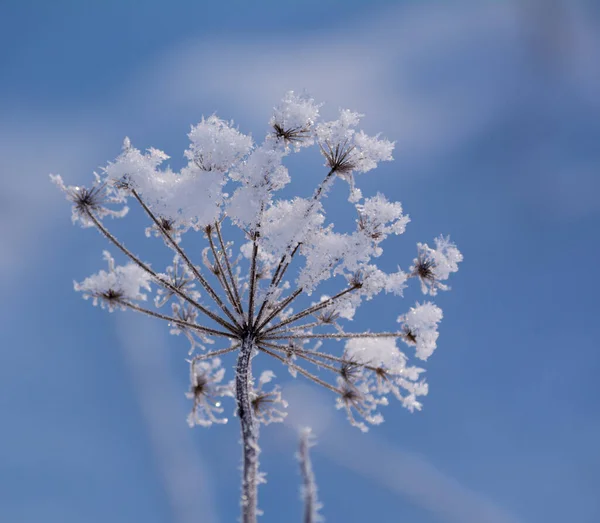 Zamrzlé Květinové Větev Modré Obloze Pozadí Royalty Free Stock Obrázky