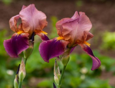 Baharda bahçede kahverengi zambak.