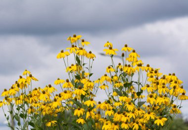 Gökyüzü arka planında sarı çiçekler.