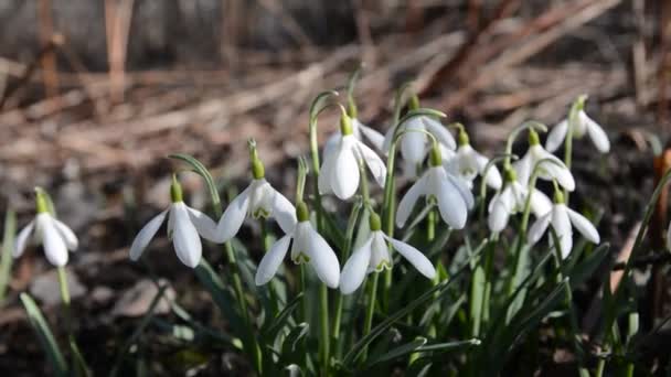 Primeiras Flores Primavera Gotas Neve — Vídeo de Stock