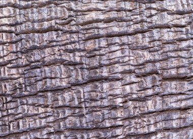 soyut ağaç kabuğu arka plan