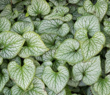 çok sayıda çiçek yapraklarını grupla