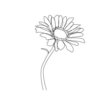 El çizimi papatya çizimi beyaza izole edilmiş. Papatya çiçeği tek çizgi sanat vektörü çizimi. 