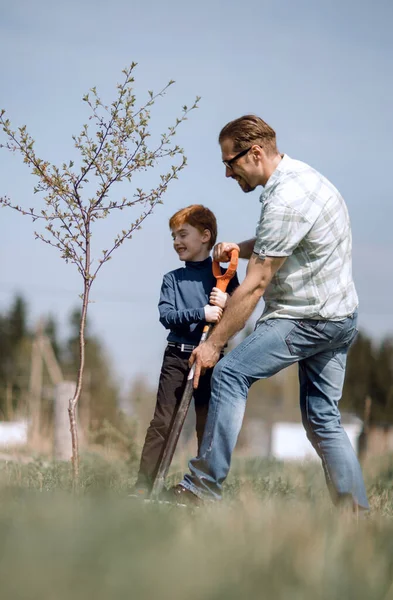 Father explains to his son how to plant a tree — Stock Photo, Image