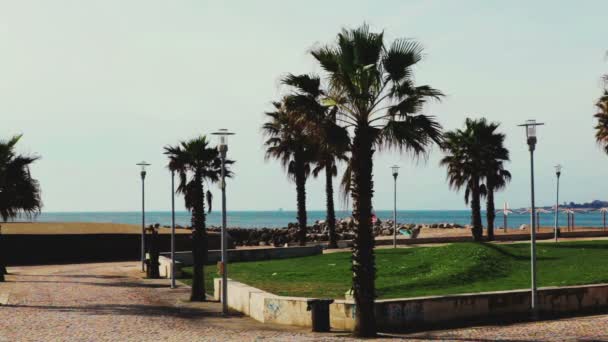 Swaying palm tree against the blue sky — Stock Video