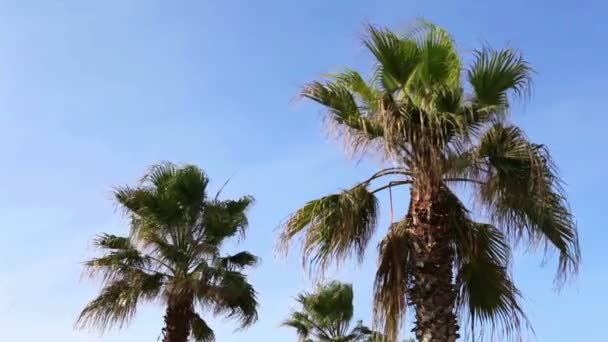 Palmera balanceándose contra el cielo azul — Vídeo de stock