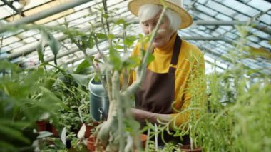 Yeşil bitkileri sulayan yaşlı kadın çiftçi serada tek başına çalışıyor.