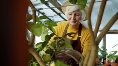 Emekli kadın limon ağacı meyvesine dokunuyor ve serada yapayalnız çalışıyor.