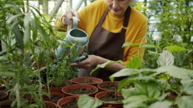 Bakımlı çiftçi yaşlı kadın saksılara çiçek ekiyor, saksıdan su içiyor, bitkilerle ilgileniyor.