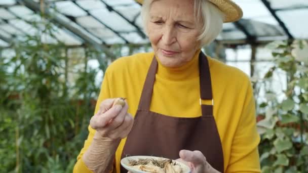 Jardinero mayor mirando cebollas secas preparándose para plantar flores en invernadero — Vídeos de Stock