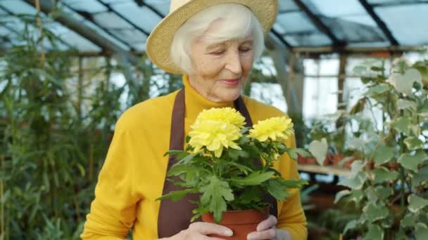 Mujer mayor en delantal sosteniendo maceta oliendo flores y sonriendo en invernadero — Vídeos de Stock