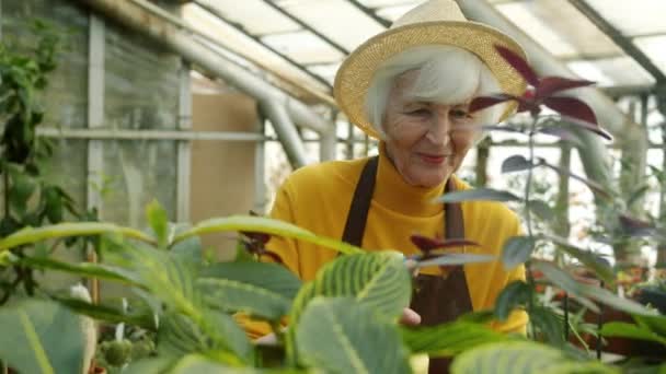 Old woman working in greenhouse spraying plants with water caring for greenery — Stock Video