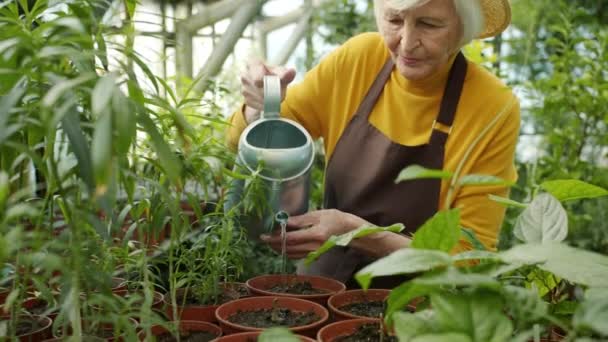 Senior woman holding can watering young plants in pots inside spacious greenhouse — Stock Video