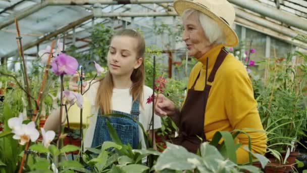 Niño rociando agua sobre orquídeas y hablando con la abuela discutiendo flores cuidado — Vídeos de Stock