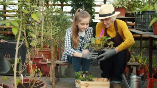 Barn arbetar i växthus med mormor håller kruka växt talar njuter av naturen — Stockvideo