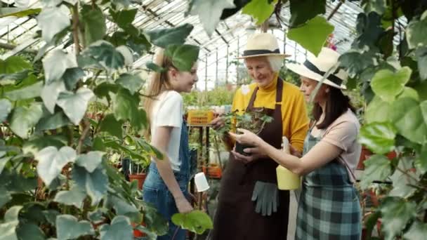 Radostná rodina maminka babička a dítě mluví a směje se při pohledu na krásné rostliny ve skleníku — Stock video