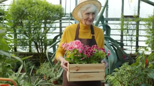 Senior kvinna bonde bär trälåda med vackra blommande blommor promenader i växthus — Stockvideo